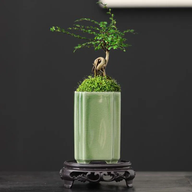 Фарфоровый квадратный горшок д – обзор и цена Bonsai Garden Art