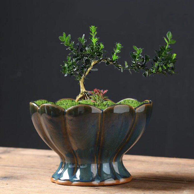 Глазурованный цветочный горшок – обзор и цена Bonsai Garden Art
